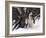 Alaskan Malamute Dog in Snow, USA-Lynn M. Stone-Framed Photographic Print