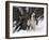 Alaskan Malamute Dog in Snow, USA-Lynn M. Stone-Framed Photographic Print