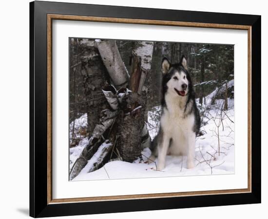 Alaskan Malamute Dog in Snow, USA-Lynn M. Stone-Framed Photographic Print