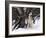 Alaskan Malamute Dog in Snow, USA-Lynn M. Stone-Framed Photographic Print