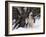 Alaskan Malamute Dog in Snow, USA-Lynn M. Stone-Framed Photographic Print