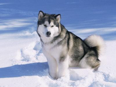 snow dog alaskan malamute