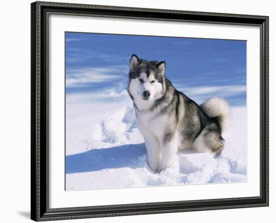 Alaskan Malamute Dog, in Snow, USA-Lynn M^ Stone-Framed Photographic Print