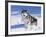 Alaskan Malamute Dog, in Snow, USA-Lynn M^ Stone-Framed Photographic Print