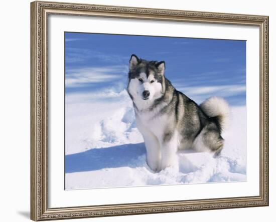 Alaskan Malamute Dog, in Snow, USA-Lynn M^ Stone-Framed Photographic Print