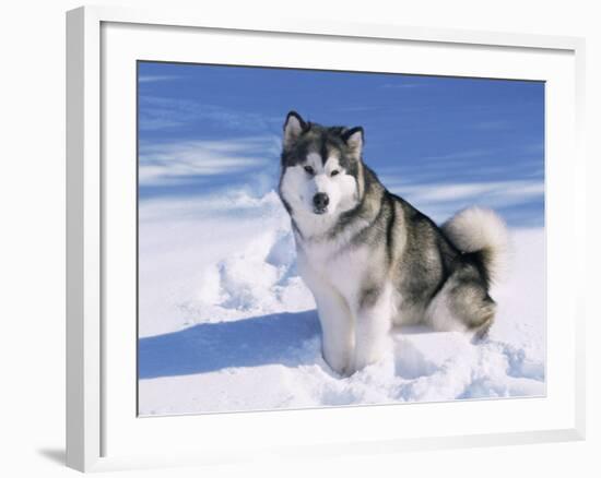 Alaskan Malamute Dog, in Snow, USA-Lynn M^ Stone-Framed Photographic Print