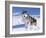 Alaskan Malamute Dog, in Snow, USA-Lynn M^ Stone-Framed Photographic Print