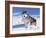 Alaskan Malamute Dog, in Snow, USA-Lynn M^ Stone-Framed Photographic Print