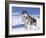 Alaskan Malamute Dog, in Snow, USA-Lynn M^ Stone-Framed Photographic Print