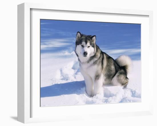 Alaskan Malamute Dog, in Snow, USA-Lynn M^ Stone-Framed Photographic Print