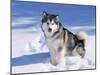 Alaskan Malamute Dog, in Snow, USA-Lynn M^ Stone-Mounted Photographic Print