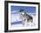 Alaskan Malamute Dog, in Snow, USA-Lynn M^ Stone-Framed Photographic Print