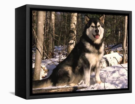 Alaskan Malamute Dog in Woodland, USA-Lynn M. Stone-Framed Premier Image Canvas