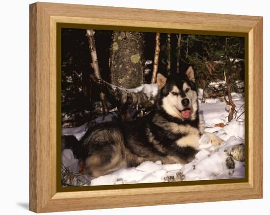 Alaskan Malamute Dog in Woodland, USA-Lynn M. Stone-Framed Premier Image Canvas