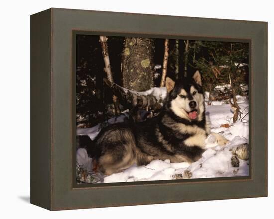 Alaskan Malamute Dog in Woodland, USA-Lynn M. Stone-Framed Premier Image Canvas