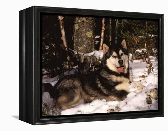 Alaskan Malamute Dog in Woodland, USA-Lynn M. Stone-Framed Premier Image Canvas