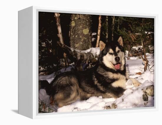 Alaskan Malamute Dog in Woodland, USA-Lynn M. Stone-Framed Premier Image Canvas