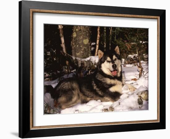 Alaskan Malamute Dog in Woodland, USA-Lynn M. Stone-Framed Photographic Print