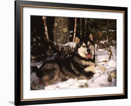 Alaskan Malamute Dog in Woodland, USA-Lynn M. Stone-Framed Photographic Print