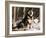 Alaskan Malamute Dog in Woodland, USA-Lynn M. Stone-Framed Photographic Print