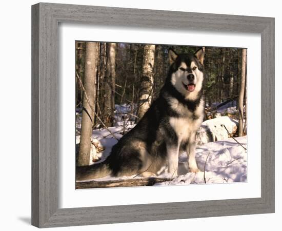 Alaskan Malamute Dog in Woodland, USA-Lynn M. Stone-Framed Photographic Print