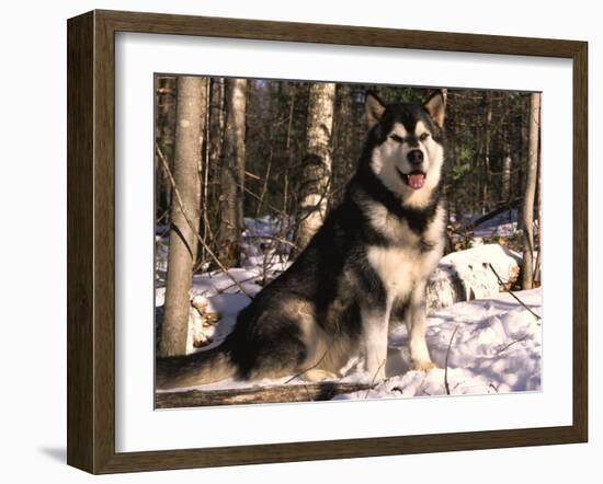 Alaskan Malamute Dog in Woodland, USA-Lynn M. Stone-Framed Photographic Print