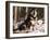 Alaskan Malamute Dog in Woodland, USA-Lynn M. Stone-Framed Photographic Print