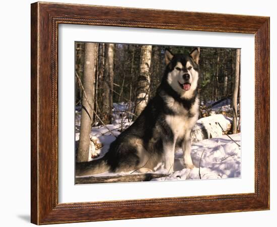 Alaskan Malamute Dog in Woodland, USA-Lynn M. Stone-Framed Photographic Print