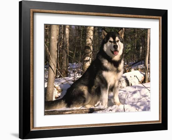 Alaskan Malamute Dog in Woodland, USA-Lynn M. Stone-Framed Photographic Print