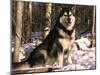 Alaskan Malamute Dog in Woodland, USA-Lynn M. Stone-Mounted Photographic Print