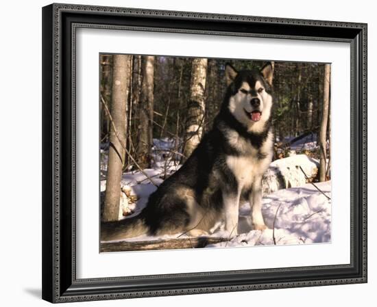 Alaskan Malamute Dog in Woodland, USA-Lynn M. Stone-Framed Photographic Print