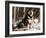 Alaskan Malamute Dog in Woodland, USA-Lynn M. Stone-Framed Photographic Print