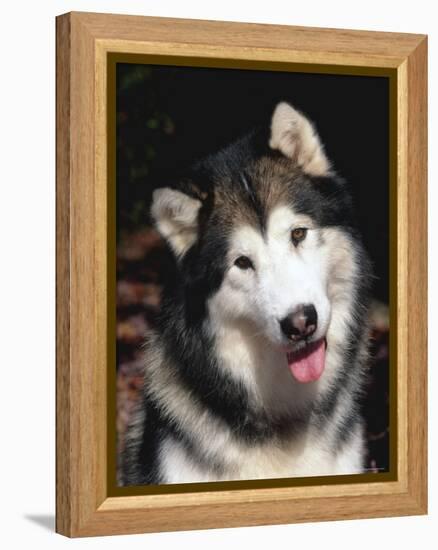 Alaskan Malamute Dog Portrait, Illinois, USA-Lynn M. Stone-Framed Premier Image Canvas