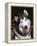 Alaskan Malamute Dog Portrait, Illinois, USA-Lynn M. Stone-Framed Premier Image Canvas