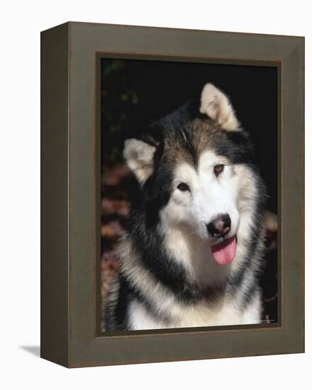 Alaskan Malamute Dog Portrait, Illinois, USA-Lynn M. Stone-Framed Premier Image Canvas