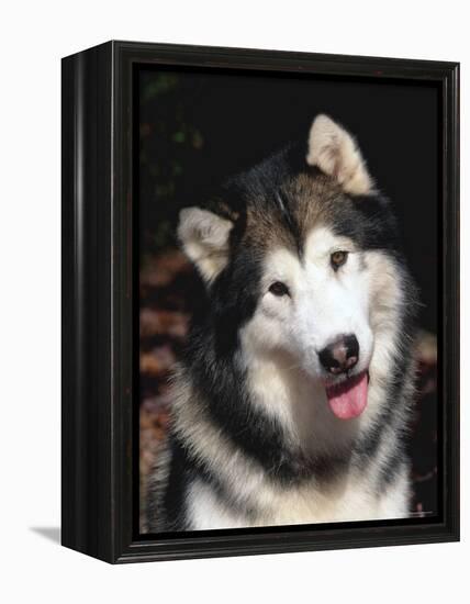 Alaskan Malamute Dog Portrait, Illinois, USA-Lynn M. Stone-Framed Premier Image Canvas