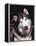 Alaskan Malamute Dog Portrait, Illinois, USA-Lynn M. Stone-Framed Premier Image Canvas