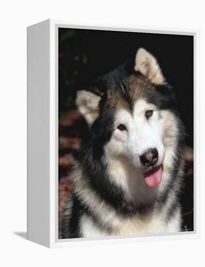 Alaskan Malamute Dog Portrait, Illinois, USA-Lynn M. Stone-Framed Premier Image Canvas