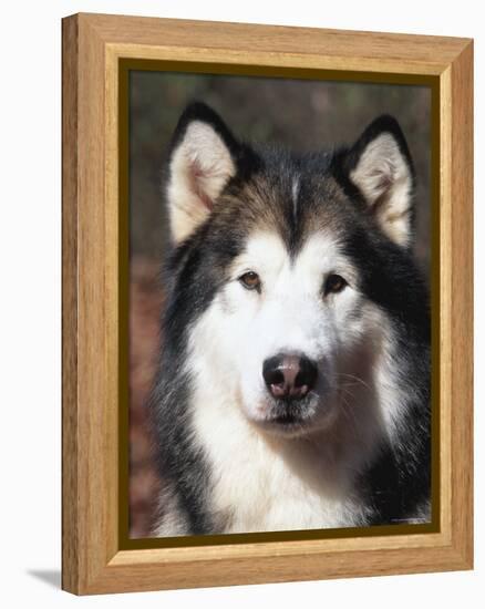 Alaskan Malamute Dog Portrait, Illinois, USA-Lynn M^ Stone-Framed Premier Image Canvas