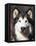 Alaskan Malamute Dog Portrait, Illinois, USA-Lynn M^ Stone-Framed Premier Image Canvas