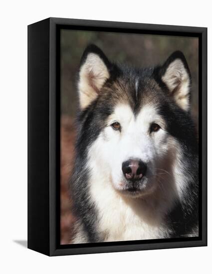 Alaskan Malamute Dog Portrait, Illinois, USA-Lynn M^ Stone-Framed Premier Image Canvas