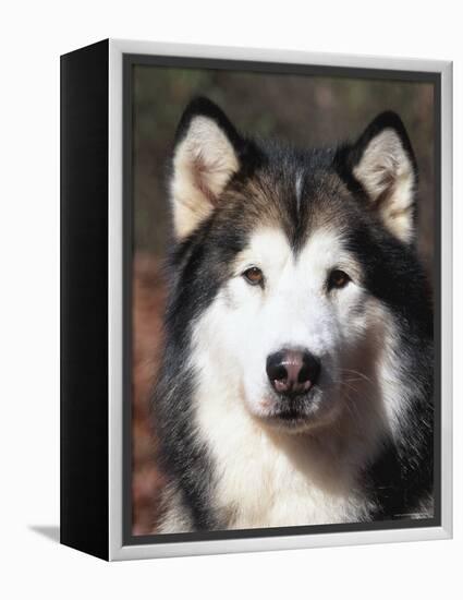 Alaskan Malamute Dog Portrait, Illinois, USA-Lynn M^ Stone-Framed Premier Image Canvas