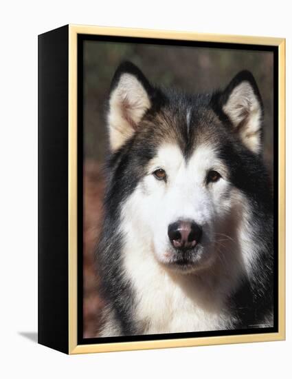 Alaskan Malamute Dog Portrait, Illinois, USA-Lynn M^ Stone-Framed Premier Image Canvas