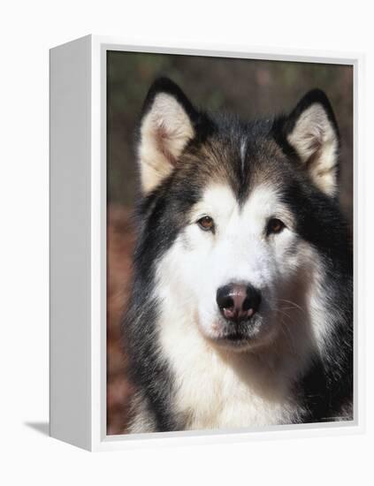 Alaskan Malamute Dog Portrait, Illinois, USA-Lynn M^ Stone-Framed Premier Image Canvas