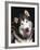Alaskan Malamute Dog Portrait, Illinois, USA-Lynn M. Stone-Framed Photographic Print