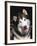 Alaskan Malamute Dog Portrait, Illinois, USA-Lynn M. Stone-Framed Photographic Print