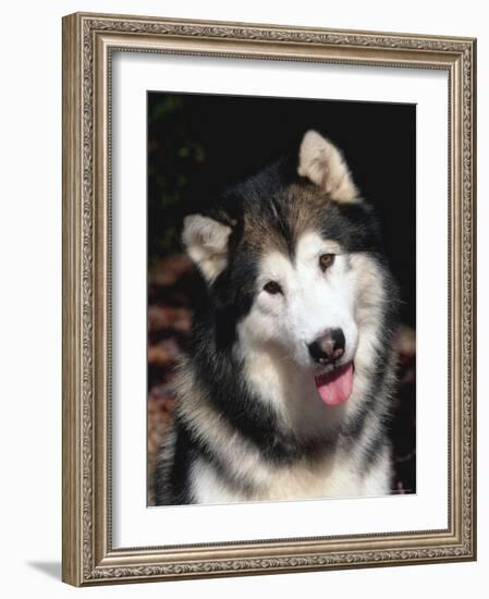 Alaskan Malamute Dog Portrait, Illinois, USA-Lynn M. Stone-Framed Photographic Print