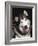 Alaskan Malamute Dog Portrait, Illinois, USA-Lynn M. Stone-Framed Photographic Print