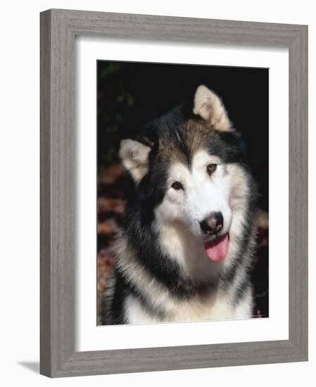 Alaskan Malamute Dog Portrait, Illinois, USA-Lynn M. Stone-Framed Photographic Print