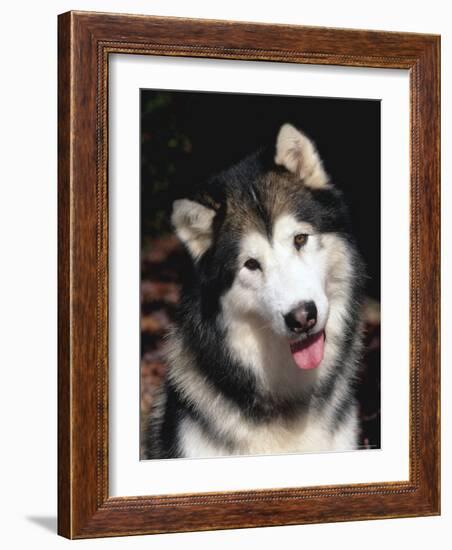 Alaskan Malamute Dog Portrait, Illinois, USA-Lynn M. Stone-Framed Photographic Print